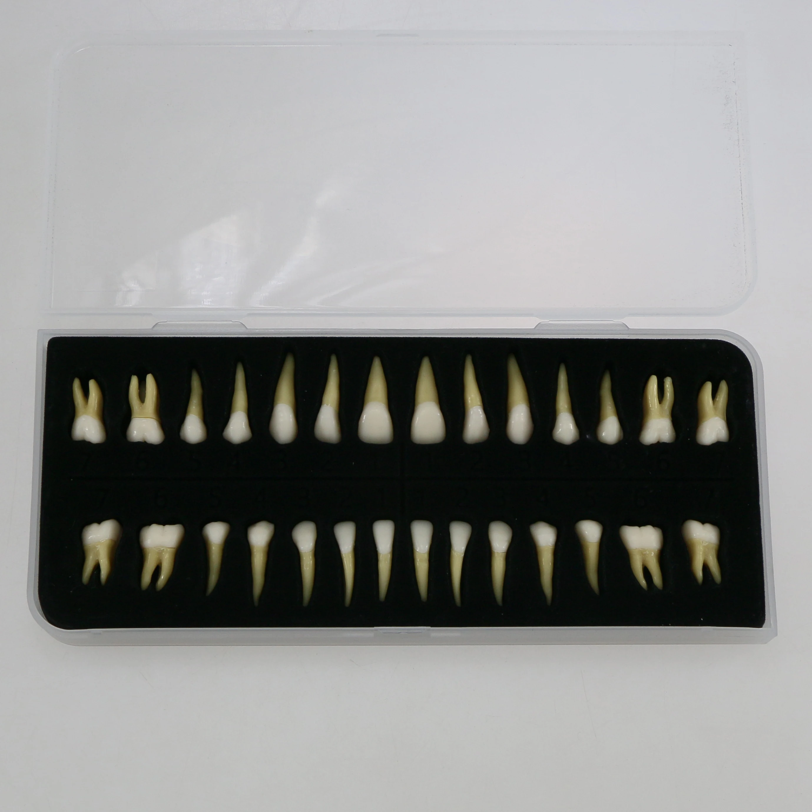 Upper And Lower Dental Natural Standard Normal Adult Permanent Teeth Model Demo 32PCS 1:1 Study Tooth M7022