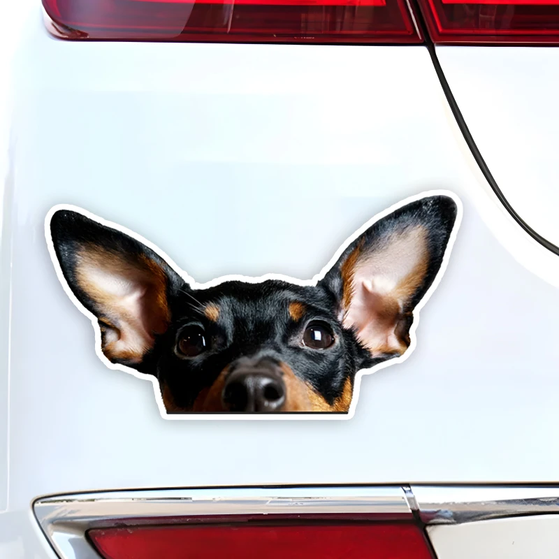 DK247#15x8cm Miniature Pinscher Car Stickers Funny Creative Waterproof Vinyl Decal Motorcycle Decorative Accessories