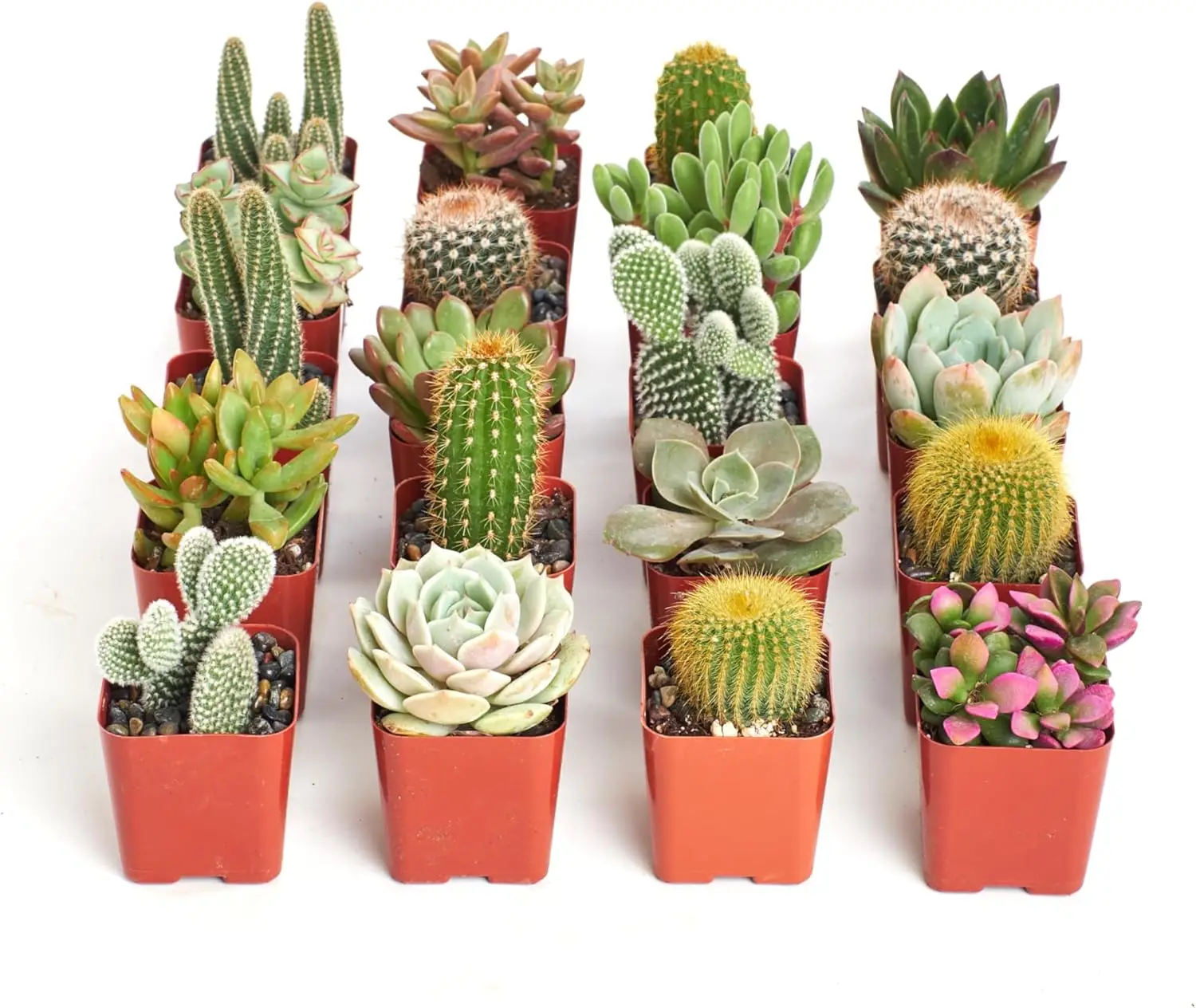 

Premium Live Mini Cactus and Succulent Plants in 2" Pots, Easy Care Indoor or Outdoor Gardening, Terrariums