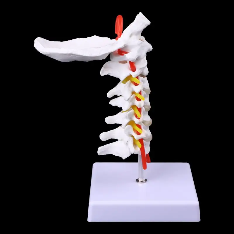 Vertebra Serviks Arteria Tulang Belakang Saraf Tulang Belakang Model Anatomi Ukuran Hidup