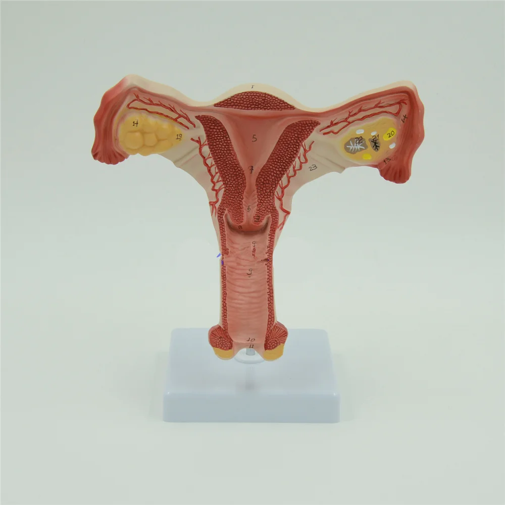 Uterus and Ovary Anatomical Model Human Female Medical Anatomy Internal Genital Organ