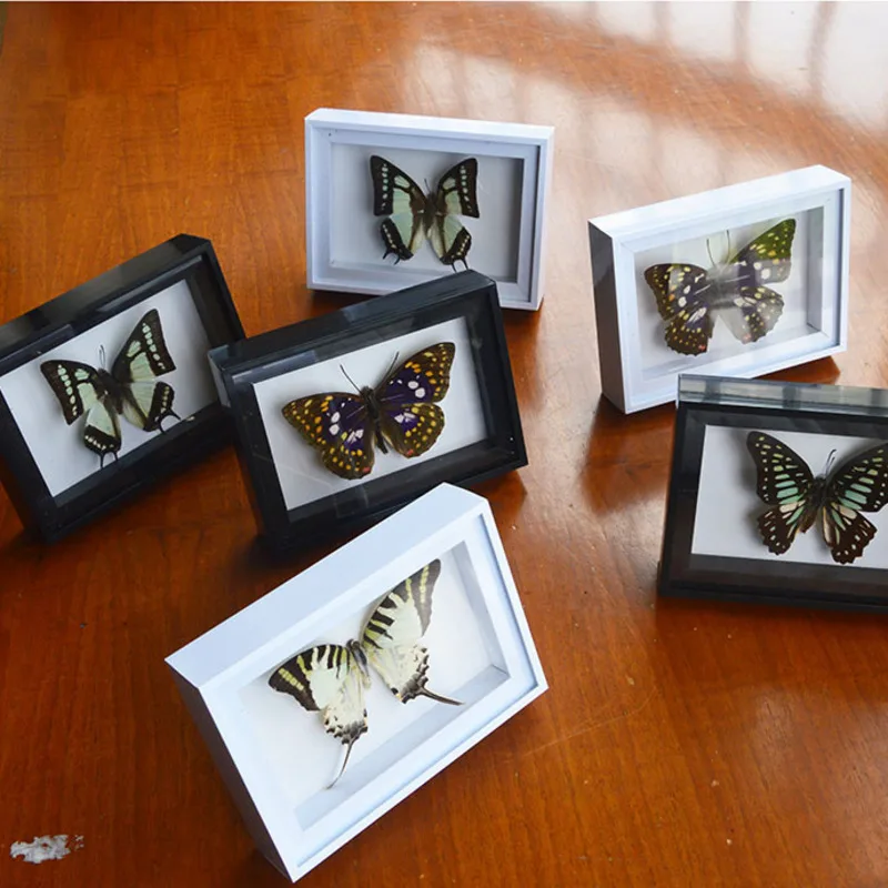 Natural Real Butterfly Specimen Insect Real Butterflies Monarch Butterfly Dead Leaf Butterfly With Wood Box Framed Home Decor