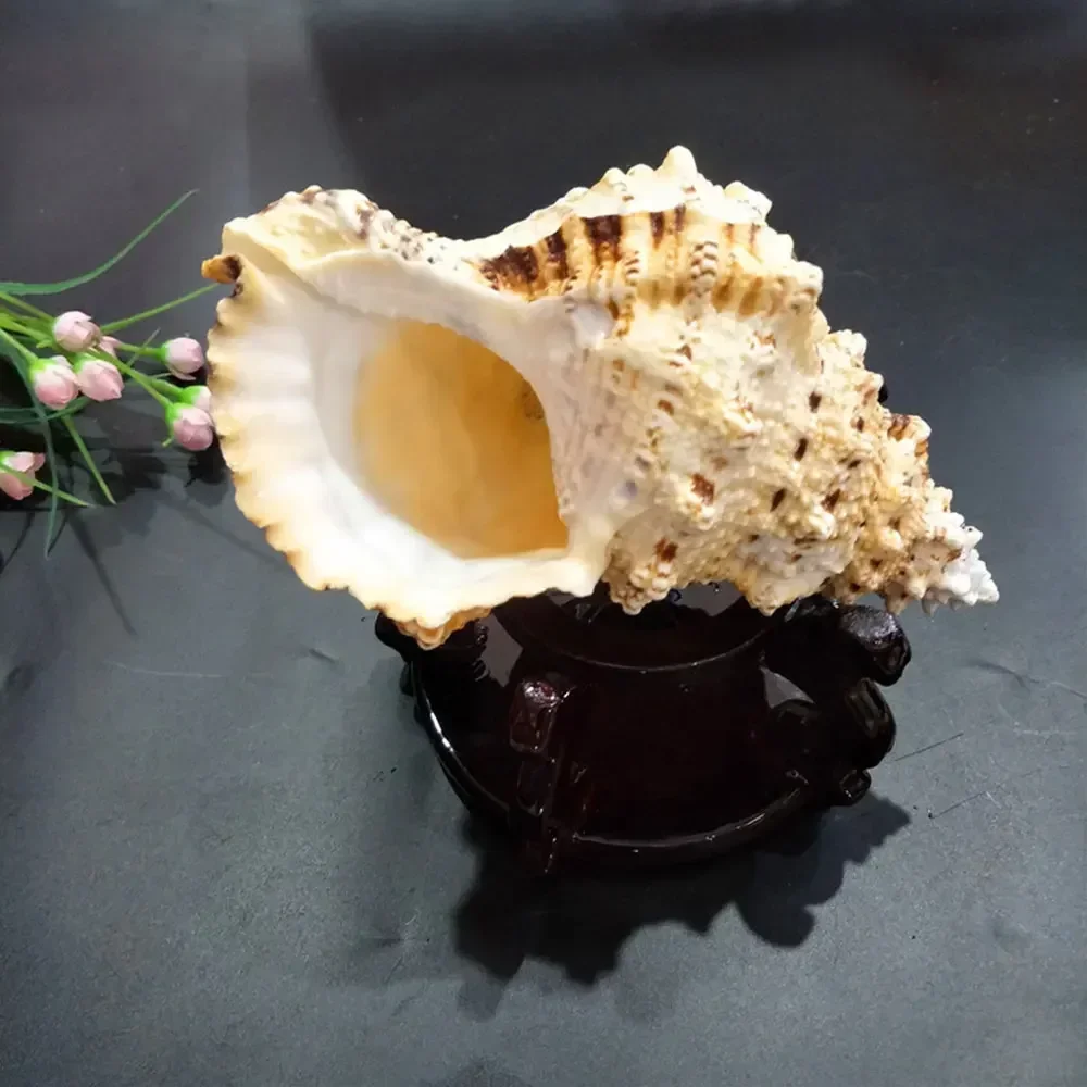 Large Scale Marine Decoration Lesson Preparation Natural Shell Conch Home Gifts Decor Room Creative Figurines For Interior