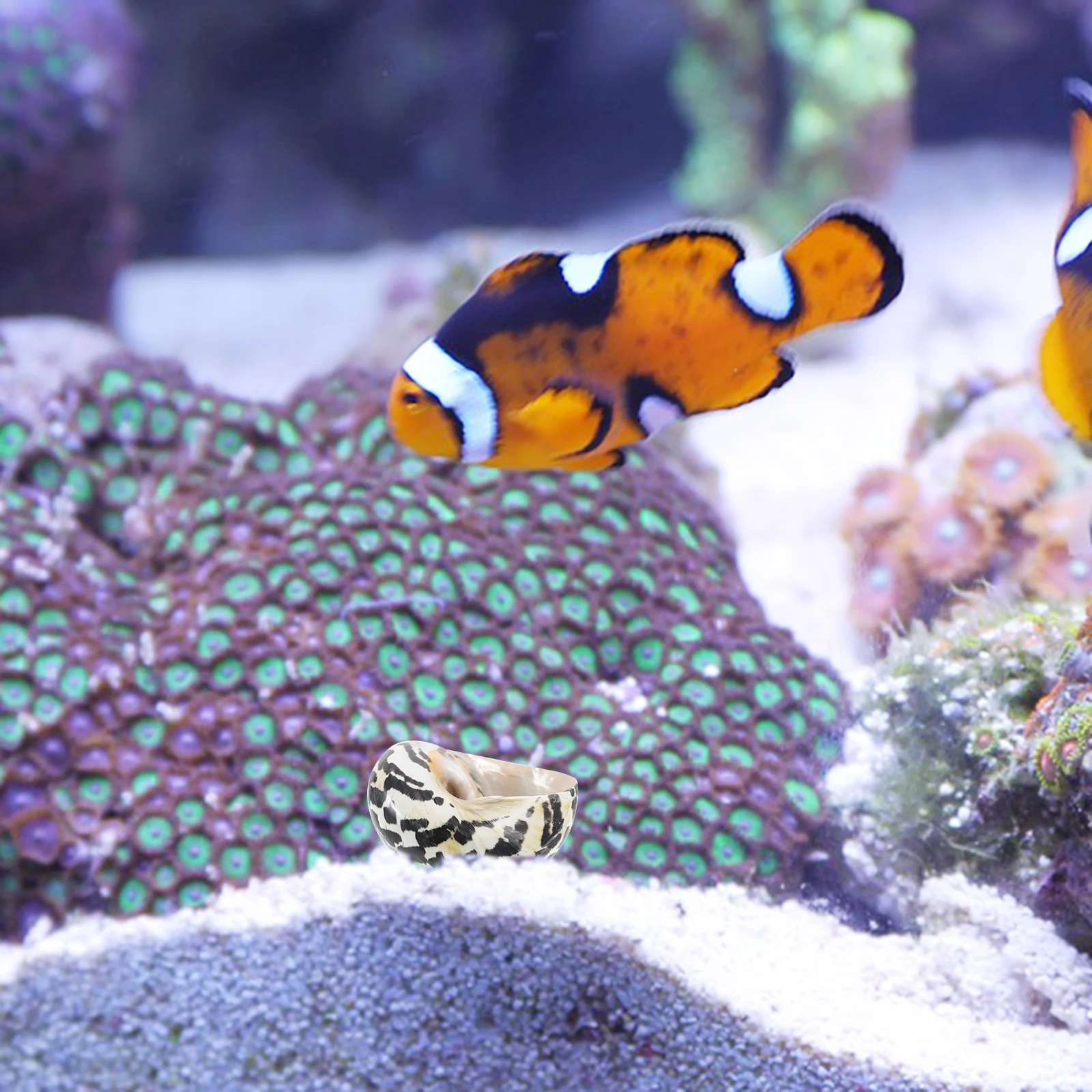 

Conch Decorations Tank Diy Conch Decor Shells Ornaments Natural Shell Adornment Fish Tank Landscape Pet Supplies