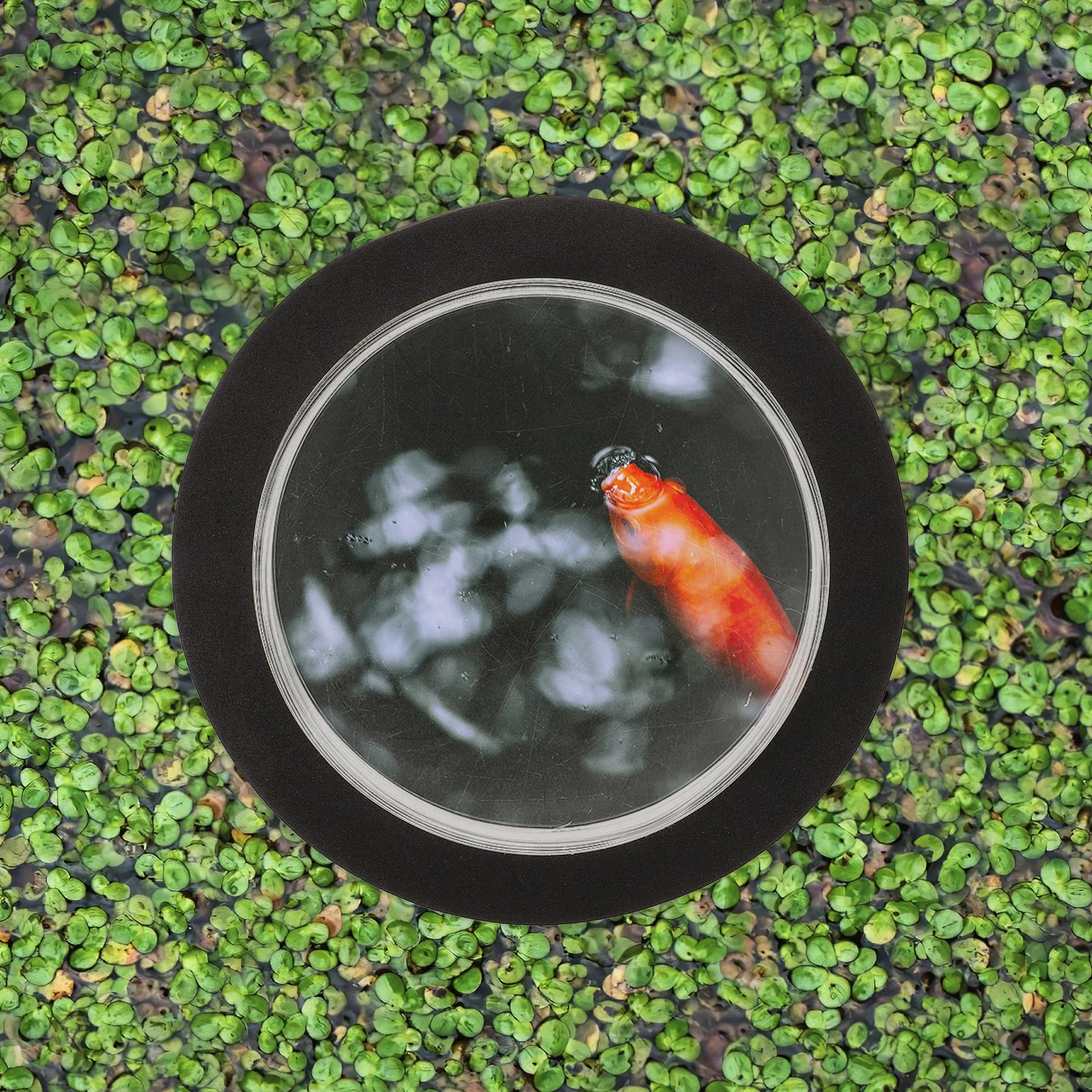 

Pond Floating Cover Fish Dome Clear Acrylic Outdoor Garden Aquarium Small Dome Accessory Plastic Foam Pond Display