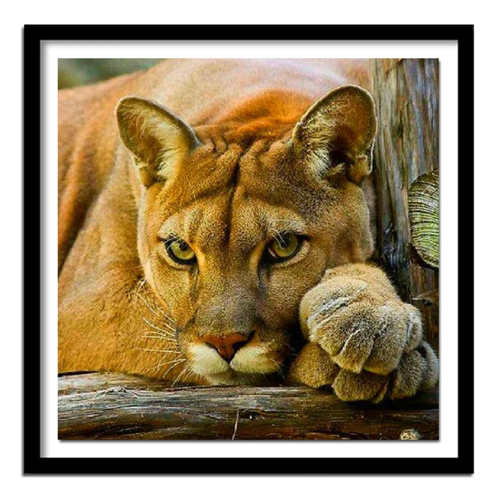 5D DIY lion Full square Diamond painting Cross stitch Cats Diamond embroidery heads round Diamond  animal Decor gift v133