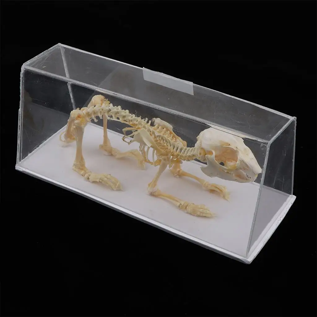 

Skeleton Science Biology Nature Educational Tool for Student