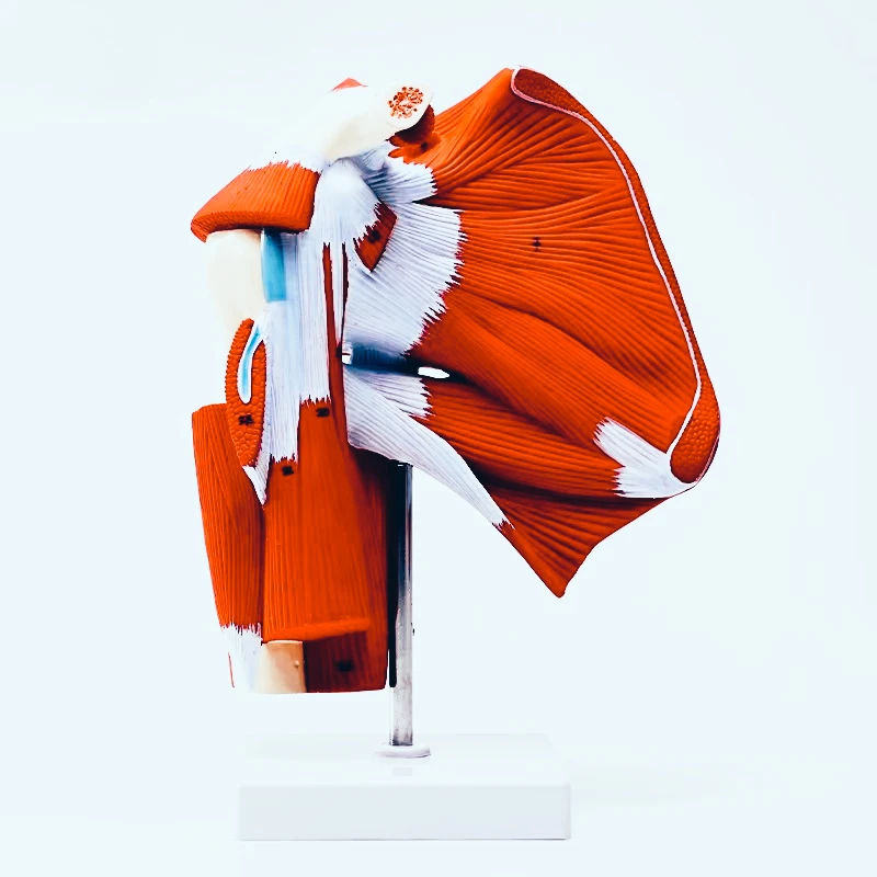 Medical Deluxe Shoulder Muscle Anatomy Model, 26cm Numbered Anatomical Markings, Layered Tissue Teaching Display Model