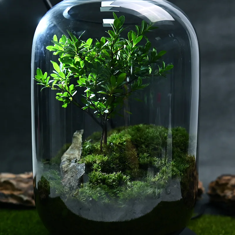 Xiaoye Chinan Glass Flower Container Moss Creative Micro Landscape Desktop Bonsai Moss Landscape Jar
