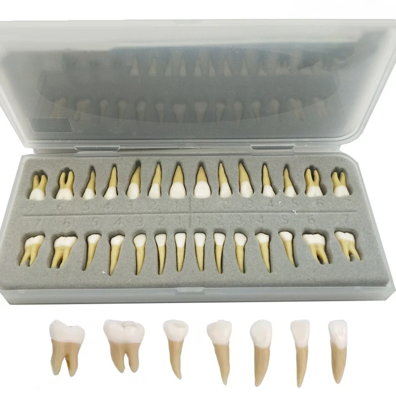 

28 Teeth Dental Implant Dentist Practice Product Teeth Model Dental Permanent 28 Teeth Teach Study Model Accessories