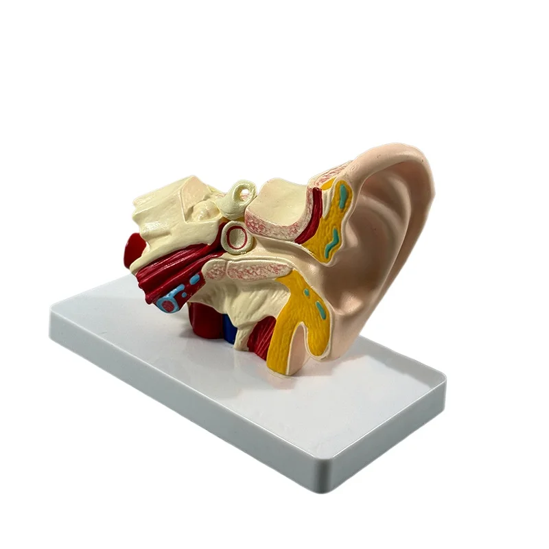 

Right ear anatomy model External, middle and inner ear auditory system teaching medical model