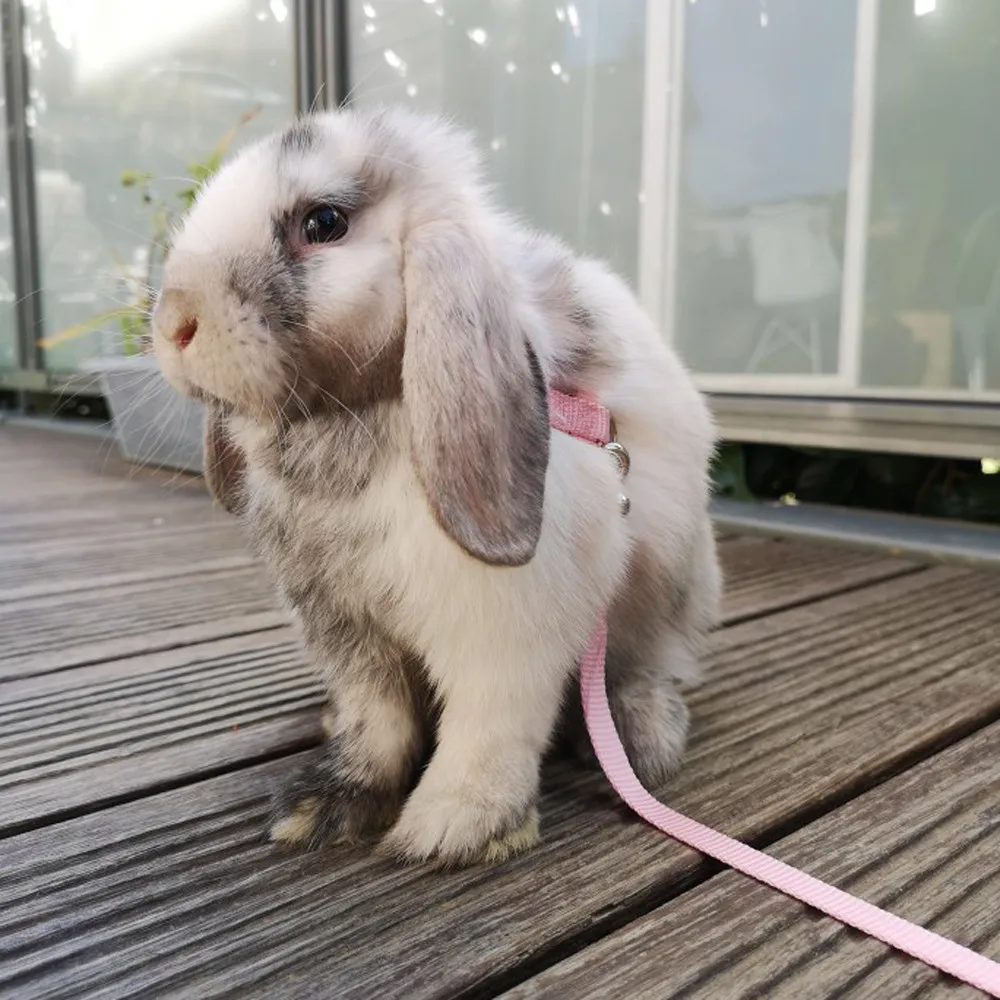 Correa de arnés suave con campana para mascotas, cuerda de tracción ajustable, accesorios para Conejitos, chinchillas, conejillos de indias, correr