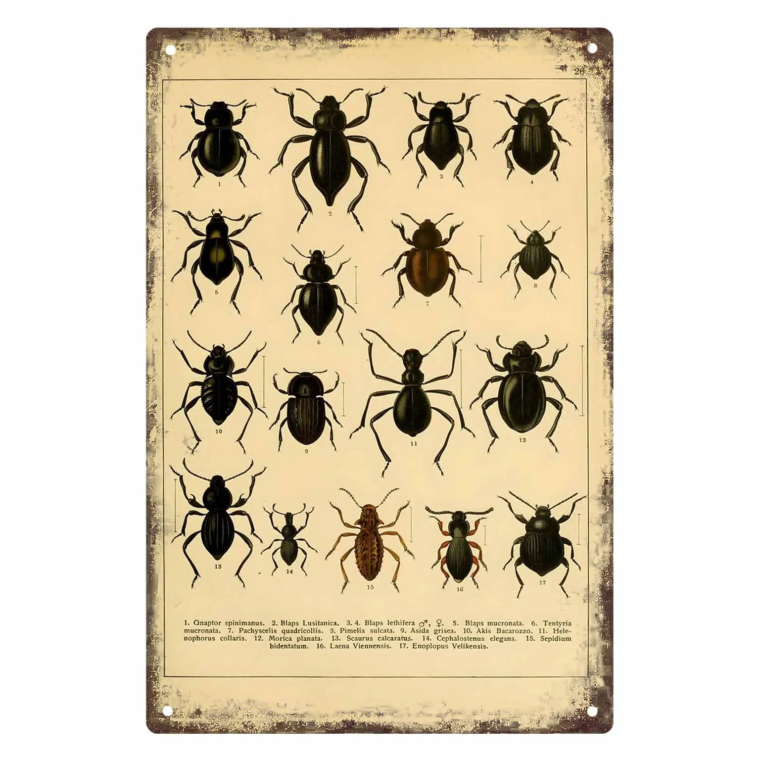 2D FLAT 1pc Vintage Beetle Insect Illustration Metal Wall Sign Decoration for Home Cafe Garage Bedroom Porch And Garden