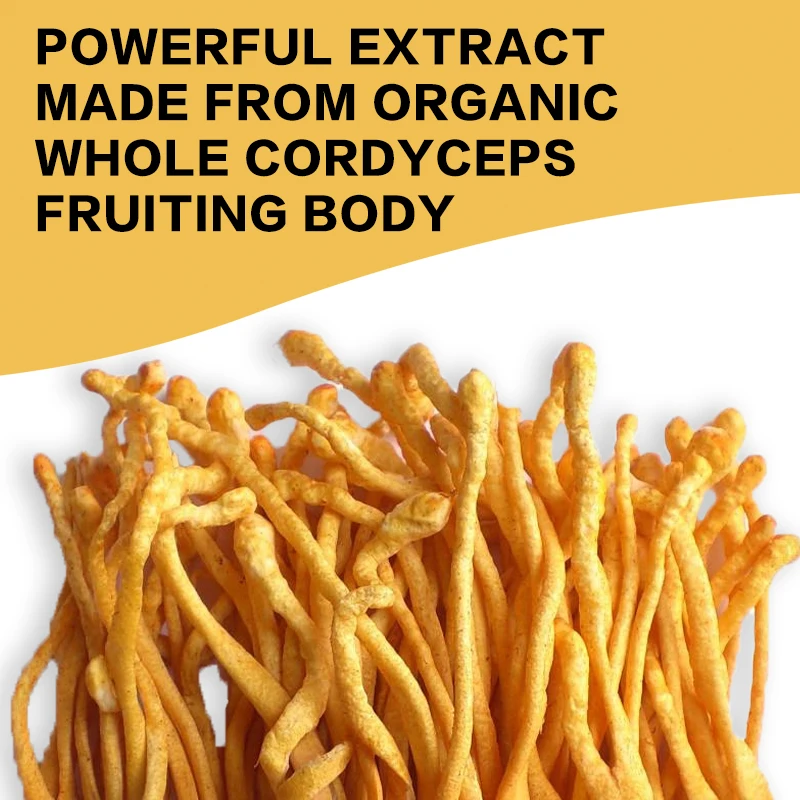 Cordyceps Mushroom Extract - Replenishes Energy and Stamina, Supports Liver Health