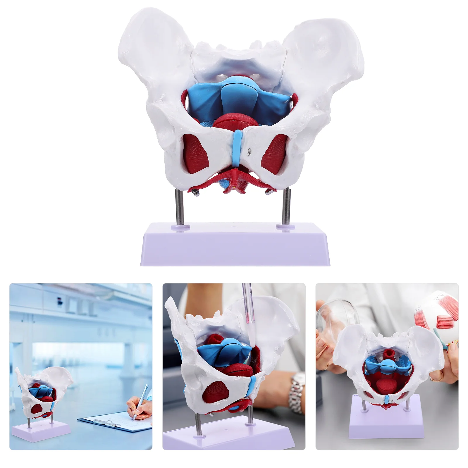 Beckenmodellmodelle, weibliches Becken, medizinische Bodenmuskulatur, PVC-Trainingsversorgung, Strukturanatomie für den Unterricht