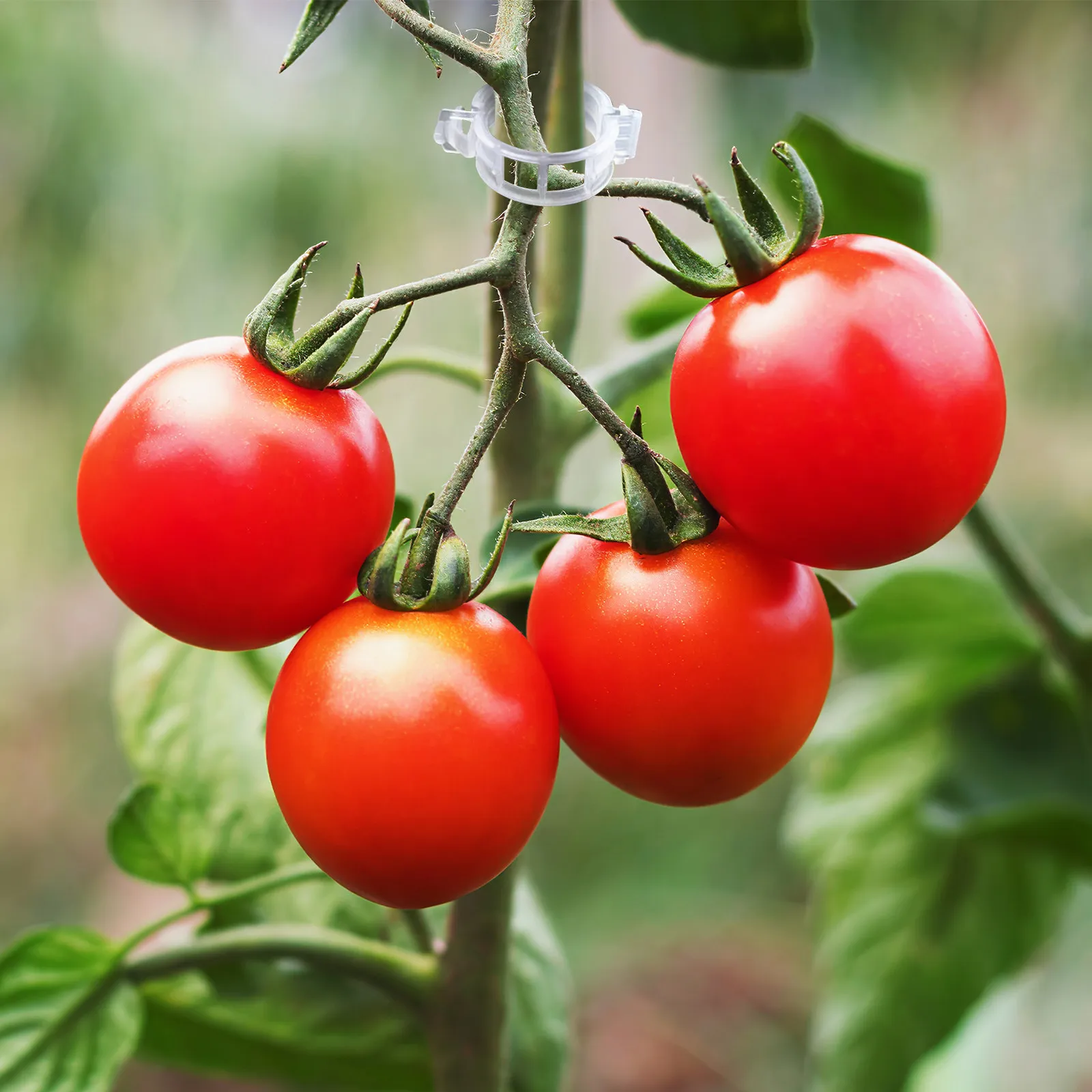 200 pcs Plant Garden Support Climbing Trellis Indoor Halloween Christmas New Year Garden Plant Hooks Tomato Plant Clips Pepper