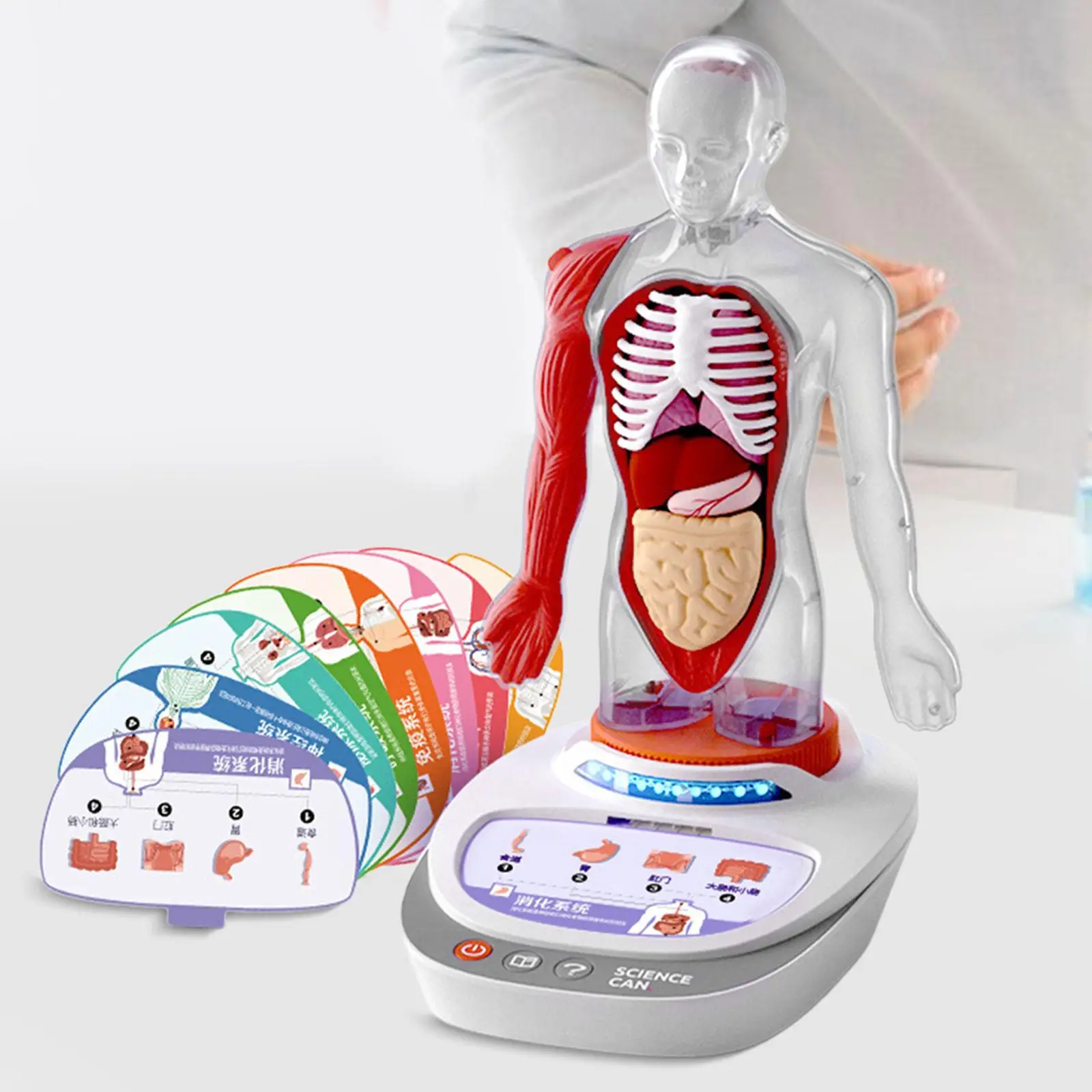 

Human Body Model for Kids Body Parts Organs Early Education Human Body Puzzle Kits for Kids Teaching Play Set for Students