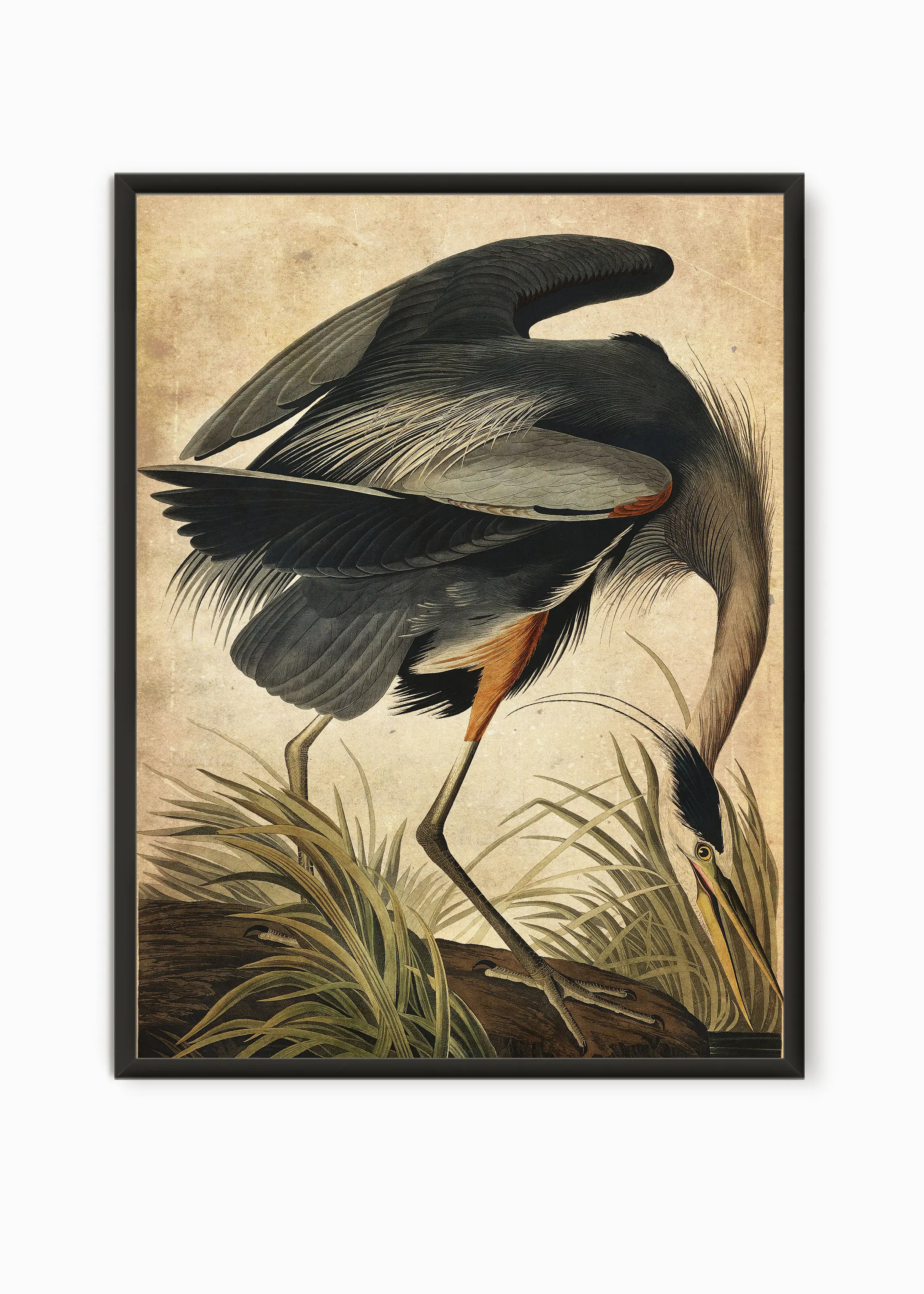 Vintage Wildlife Poster Heron Raven Pink Flamingo Bird Blu Jay Paradise Bird Canvas Print Living Room Retro Wall Art Decoration