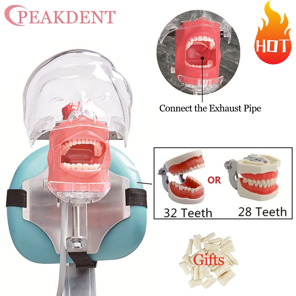 

Typodont Dental Simulator Simple Head Model Dentistry Manikin Training Unit Dental Phantom Head With Teeth For Dentist Students