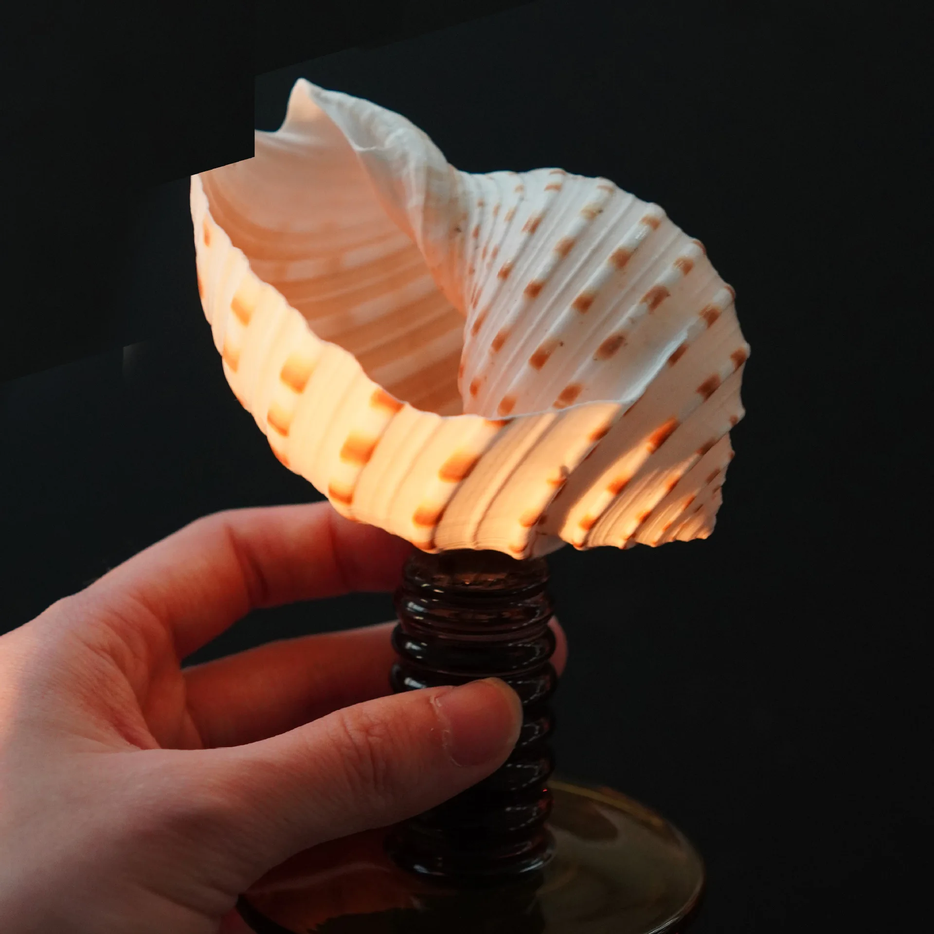 Natural Conch Shell Goblet - Unique Sea Snail Wine Glass for Cocktails & Wedding Toasts, Handmade Ocean Decor Gift
