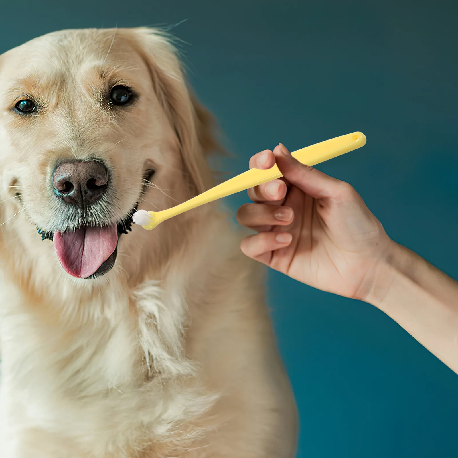 

Round Head Pet Toothbrush Soft Brush Comfortable Grip Handle Deep Clean Mouth Care for Cats Dogs Puppy Kitten Dog Tooth Brush