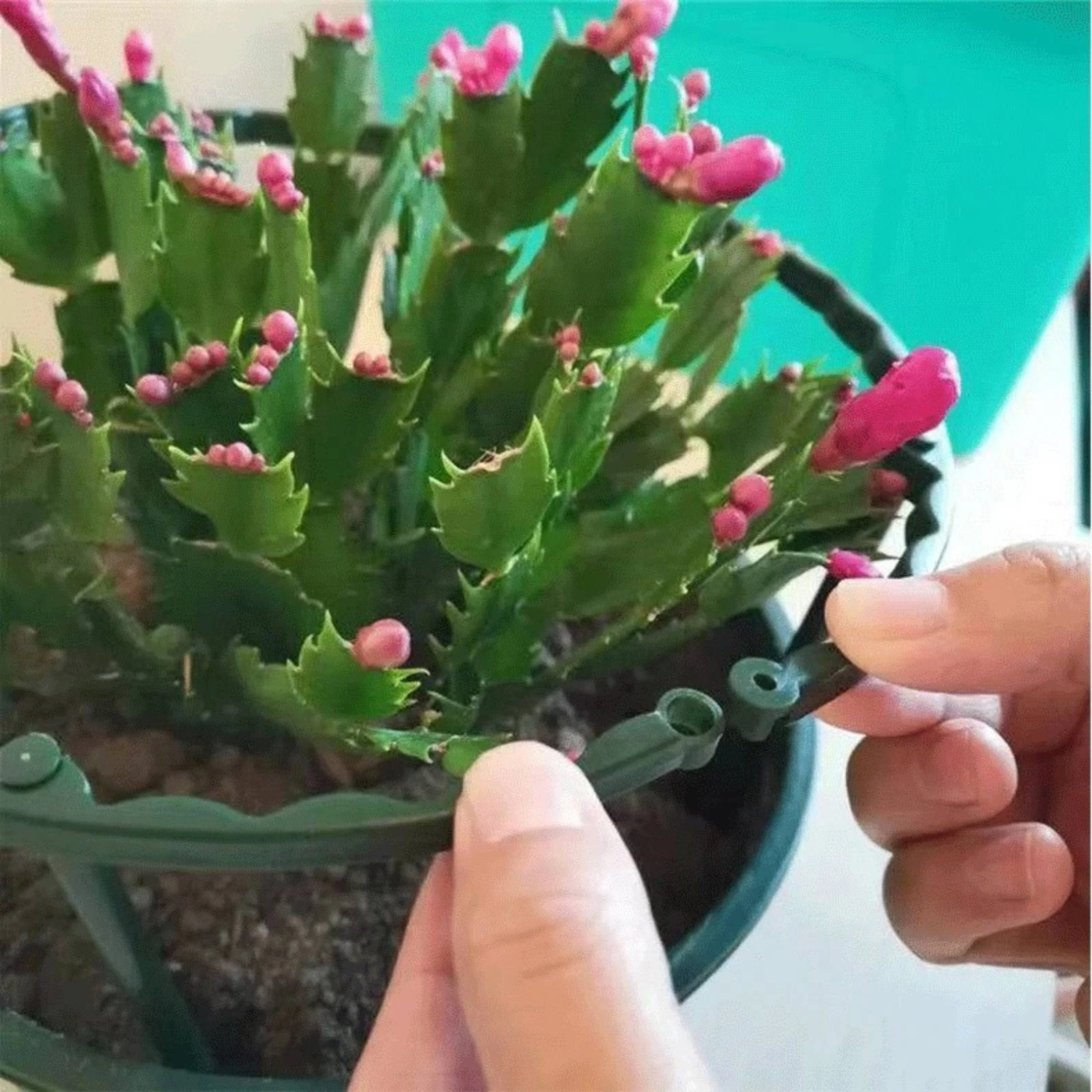 12 Pieces Connectable Plant Support with Pointed Stake Compact U-Shaped Plant Support Decorative Eco-Friendly for Potted Plants