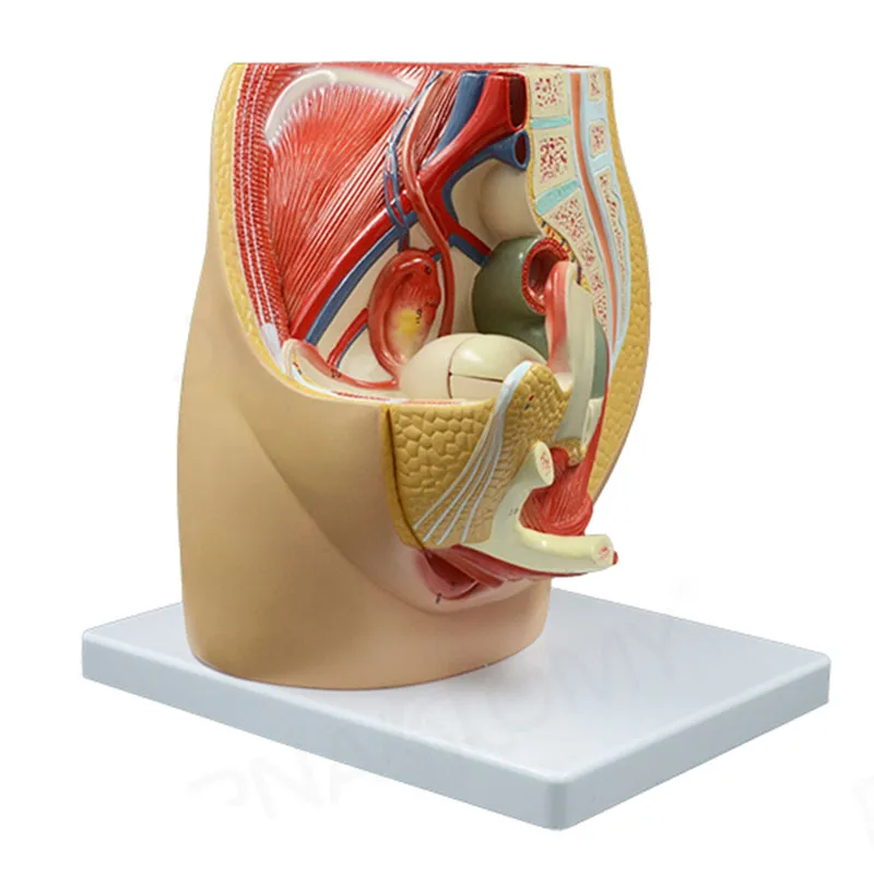 Human Female Pelvis Reproductive Anatomy Model Life size Median Sagittal Section Female Vagina Structure Model Medical Supplies