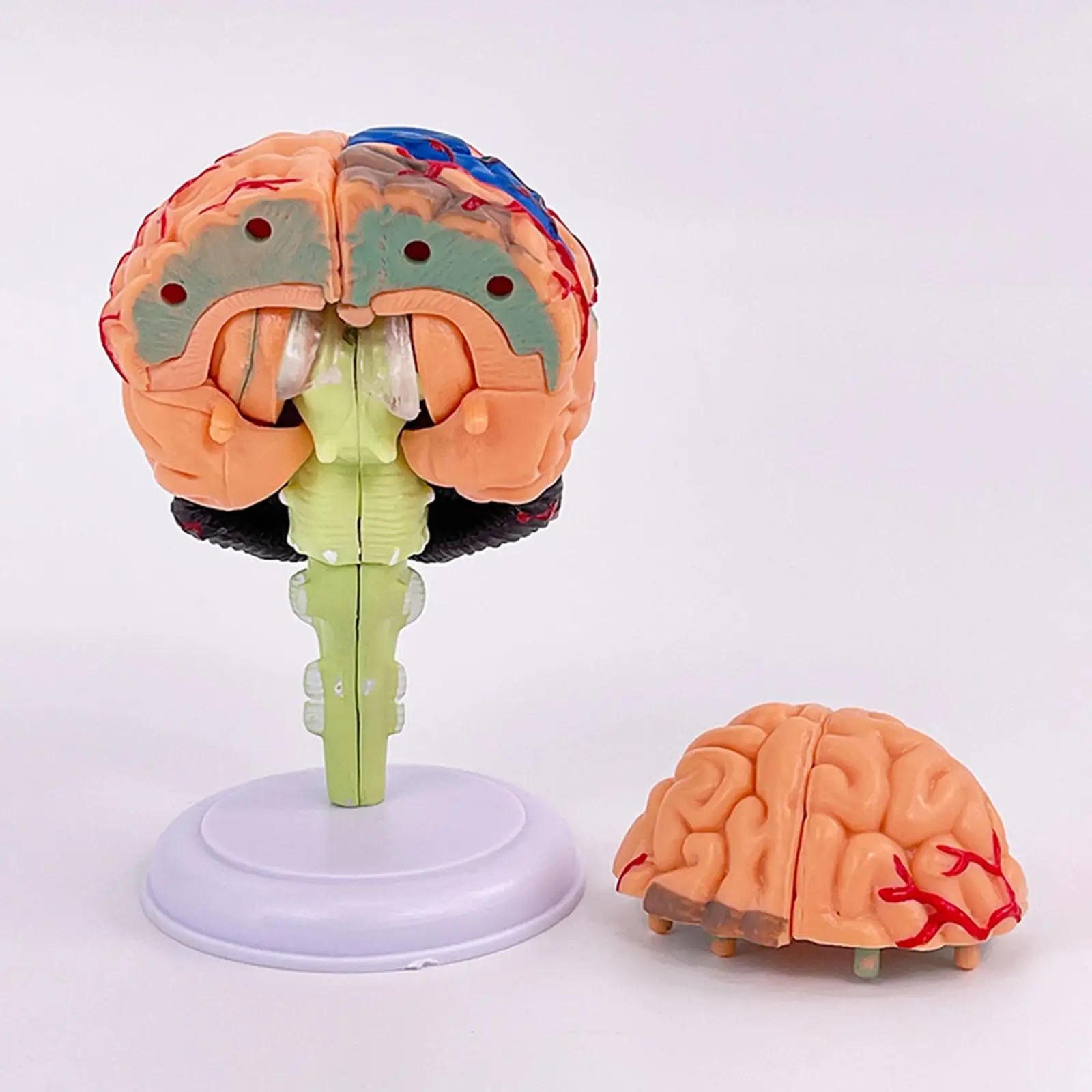 

4D Disassembled Teaching Student Biology Learning Human Brain Model Anatomy