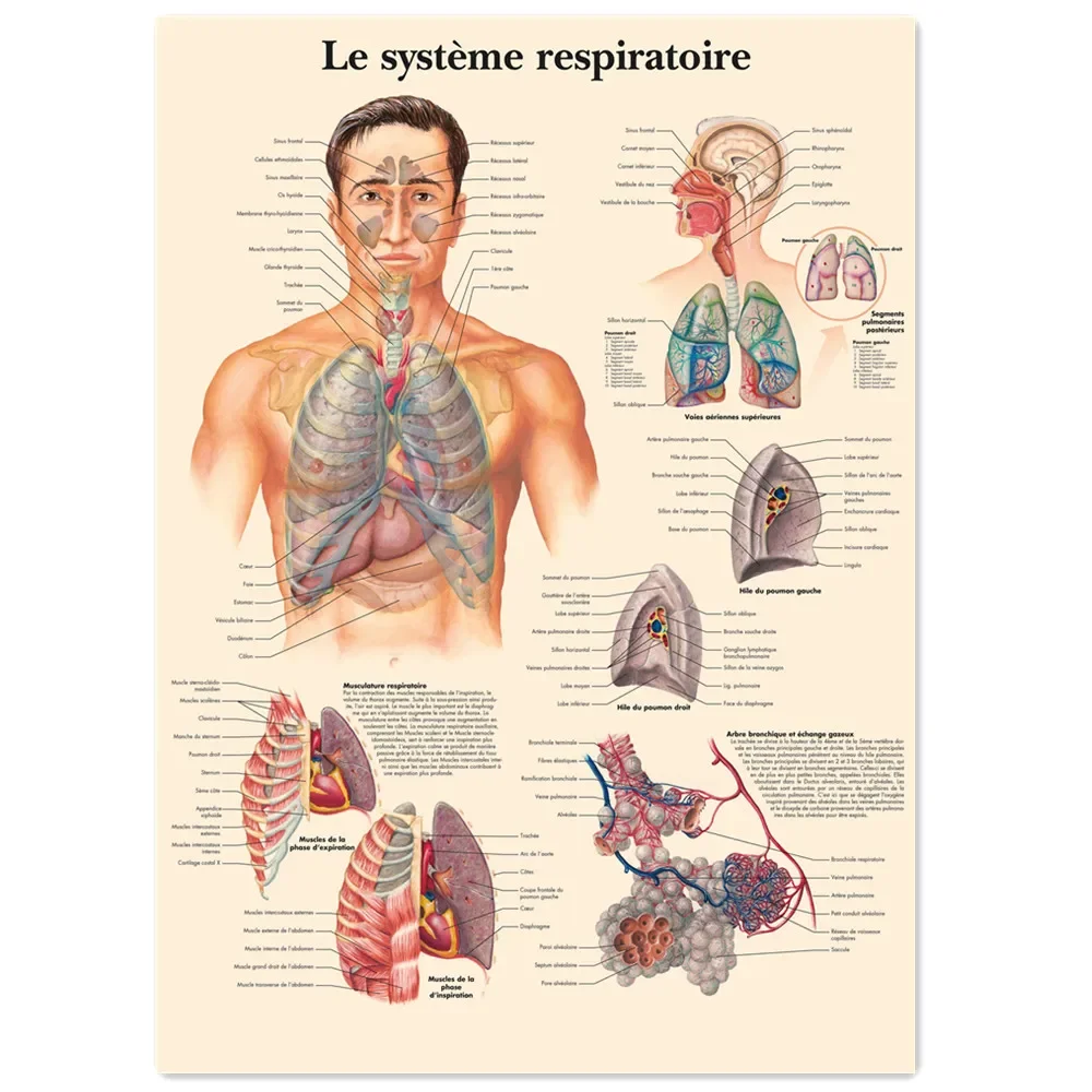 

Le système respiratoire (French) Vintage Kraft Paper Wall Art Painting Human Anatomy Medical Posters Prints Wall Decor Stickers