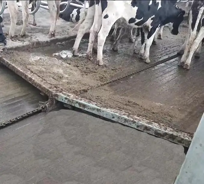 Cow Barn Cattle Manure Removal System Scraper