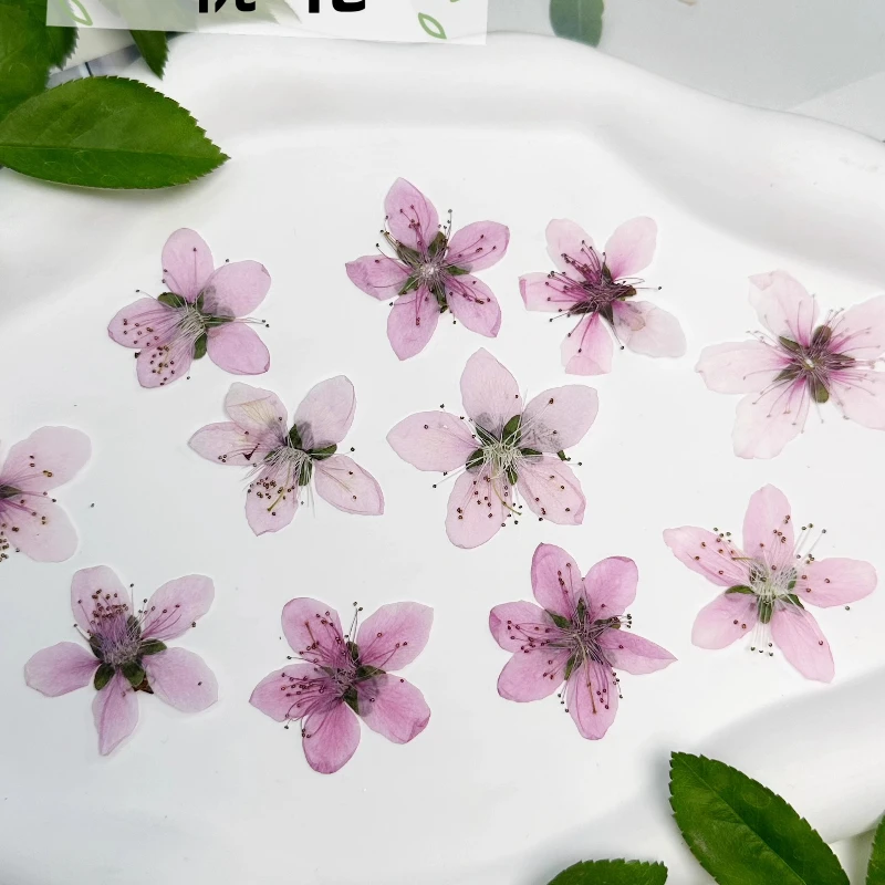 12pcs,Nature Peach Blossom Pressed Dried Flower DIY  Fans/Photo Frame/Phone Case/Epoxy Jewelry/Petal Makeup,Craft Flora Supplies