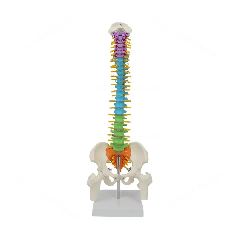 modello-didattico-personalizzato-dal-produttore-di-osso-vertebrale-45-cm-a-colori-con-cintura-vertebrale-media-e-osso-pelvico-per-la-dimostrazione-della-gamba