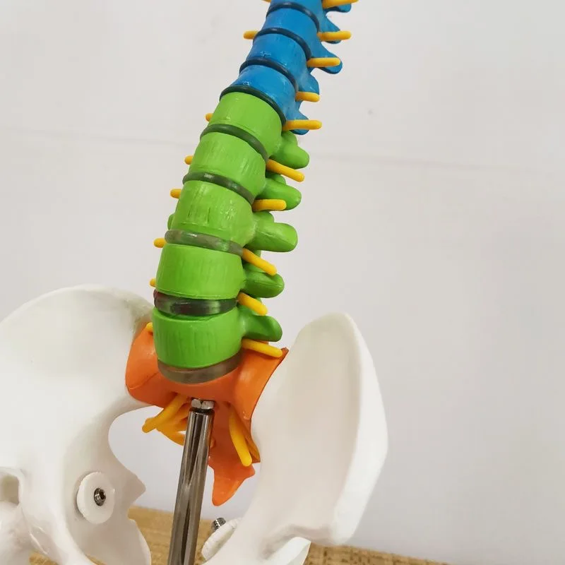 Curved colored human spine model, spinal pelvis, cervical vertebrae, thoracic vertebrae, lumbar vertebrae, orthopedic bones