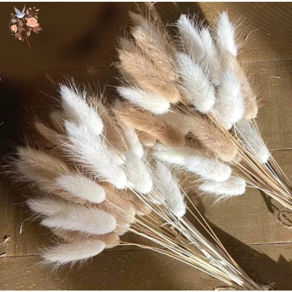 60Pcs Fluffy Bunny Rabbit Tails Grass Bouquet Boho Home Vase Decor Natural Pampas Dried Flower Lagurus Ovatus Wedding Decoration