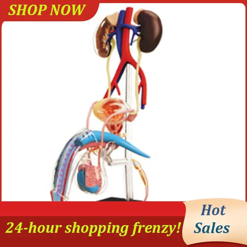 AB31- Torso Human Body Model Education Male Reproductive System Model For Student Teaching Study Assembling Model
