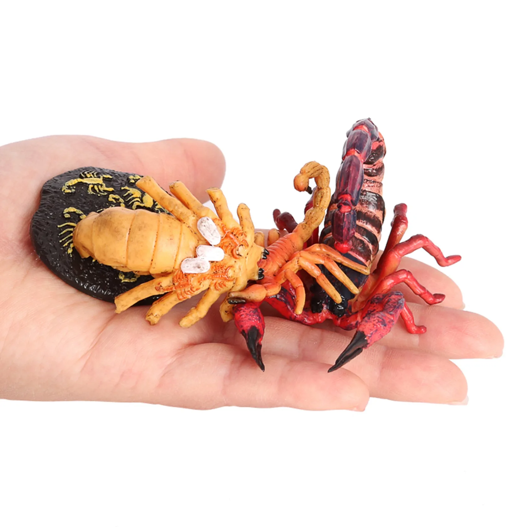 Simulation Animals Scorpion Growth Cycle 4 Separate Pieces Growth Cycle Model Figure Science Educational Toys Red