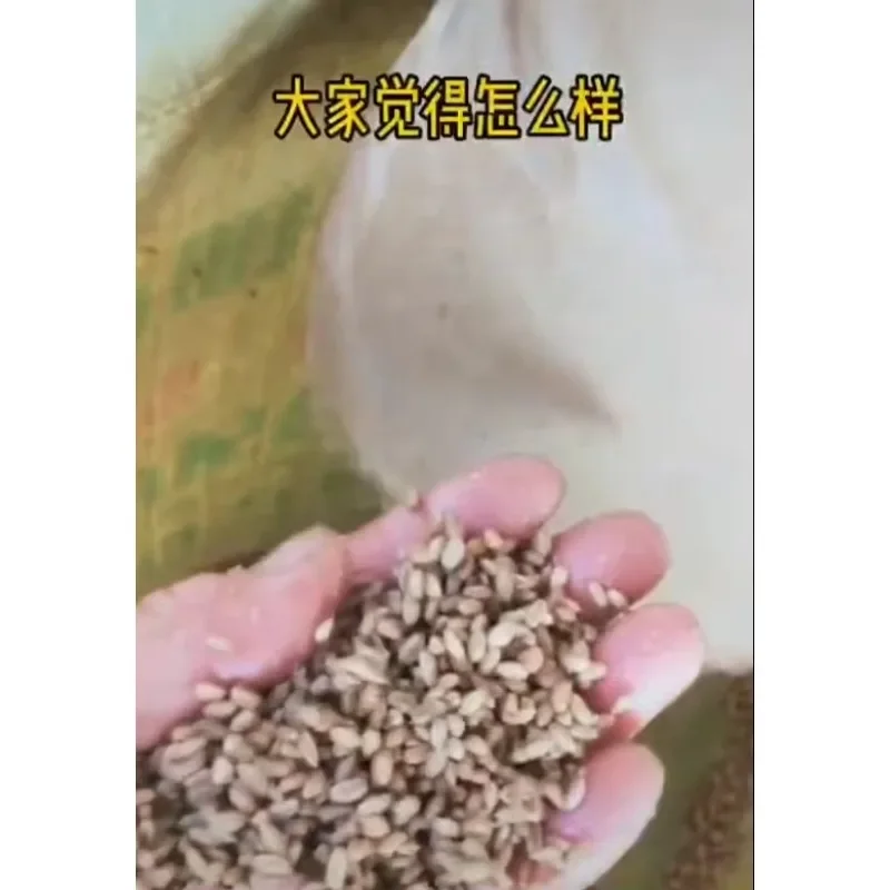 Hot Sell Good Quality 500-700kg/H High Productivity Grain/Wheat /corn/ Seed Cleaning and Processing Grain Cleaning Machine