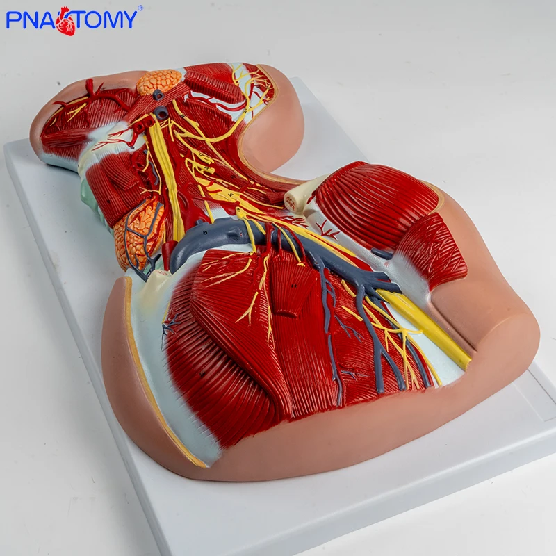 1:1 Head and Neck Muscle Vascular Nerve Anatomical Model Shoulder Pectoral Muscle Deep Muscle Teaching Model Deltoid Muscle