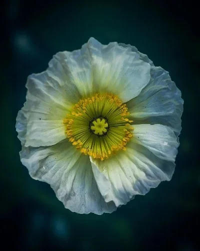 

Металлическое крепление для сервопривода для радиоуправляемого краулера Trxs TRX4M 1/18, запчасти и аксессуары для тюнинга