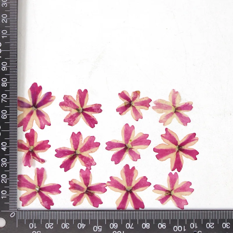 12 Stück, echte getrocknete Blumen, Prägematerialien, DIY-Zubehör für Epoxidharz, für Handyhüllen, Nagelkunst, Gesichtsaufkleber, handgefertigte Dekoration – Detail 20