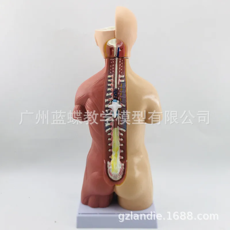 15parts 42CM Human Famale Torso Heart Brain Trachea Esophagus Aorta Diaphragm Lung Internal Organs Anatomical Model