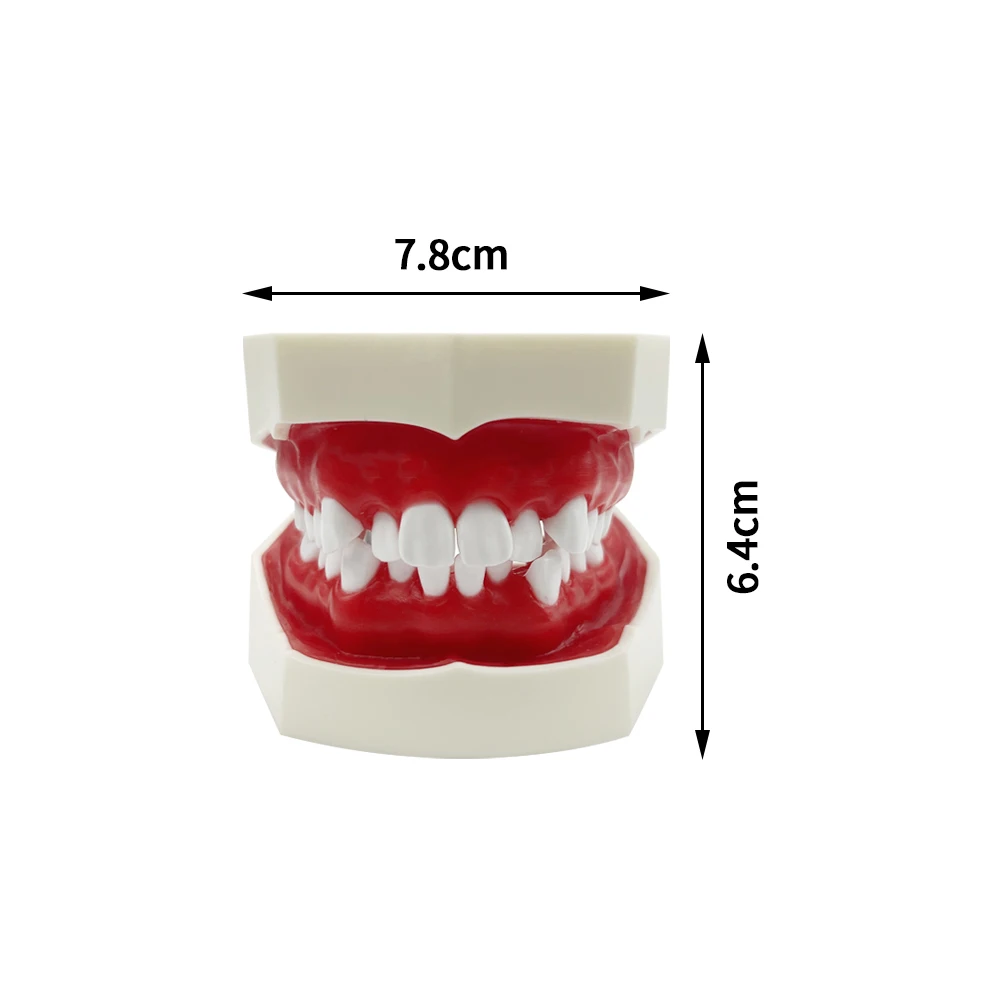 1Pcs Dental Orthodontic Practice Model Teeth Model Typodont with Red Wax Gum for Dentist Patient Teaching Study Communication