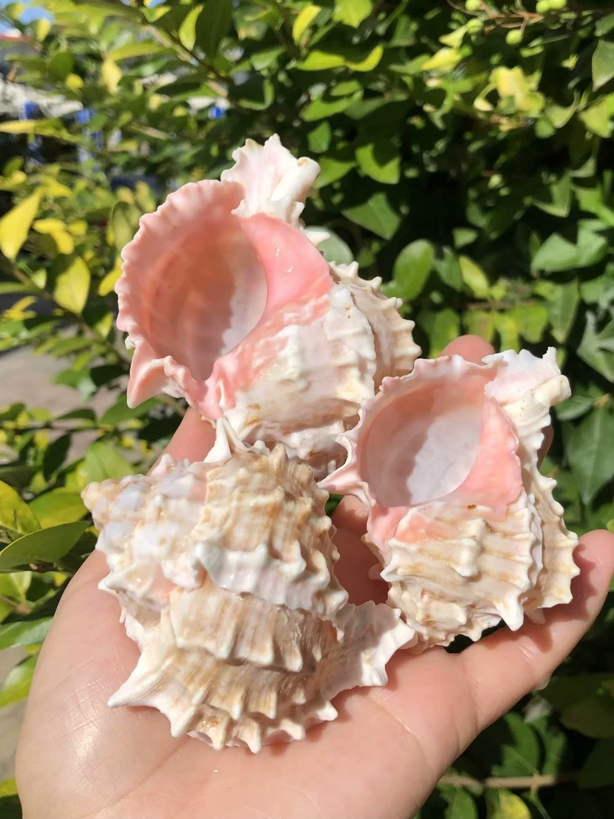 Natural Conch Shell Starlight Jade Snail Red Bone Snail Crafts Home Collection Hermit Crab House Rolled Shellfish