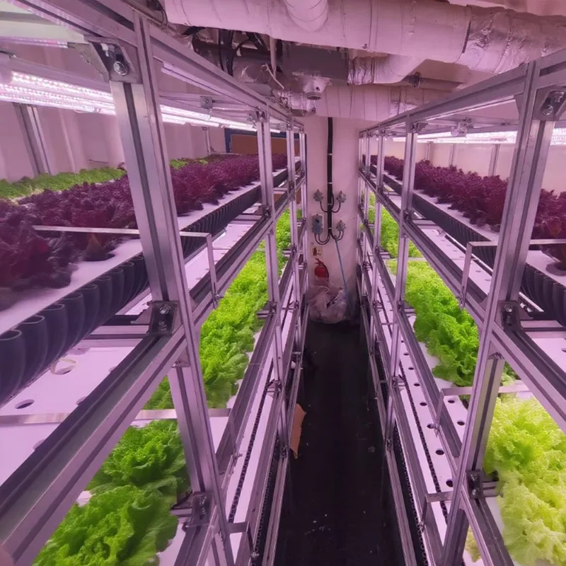 Hydroponic Lettuce Planting Container, Complete Set of Hydroponic and Aeroponic Planting Factory