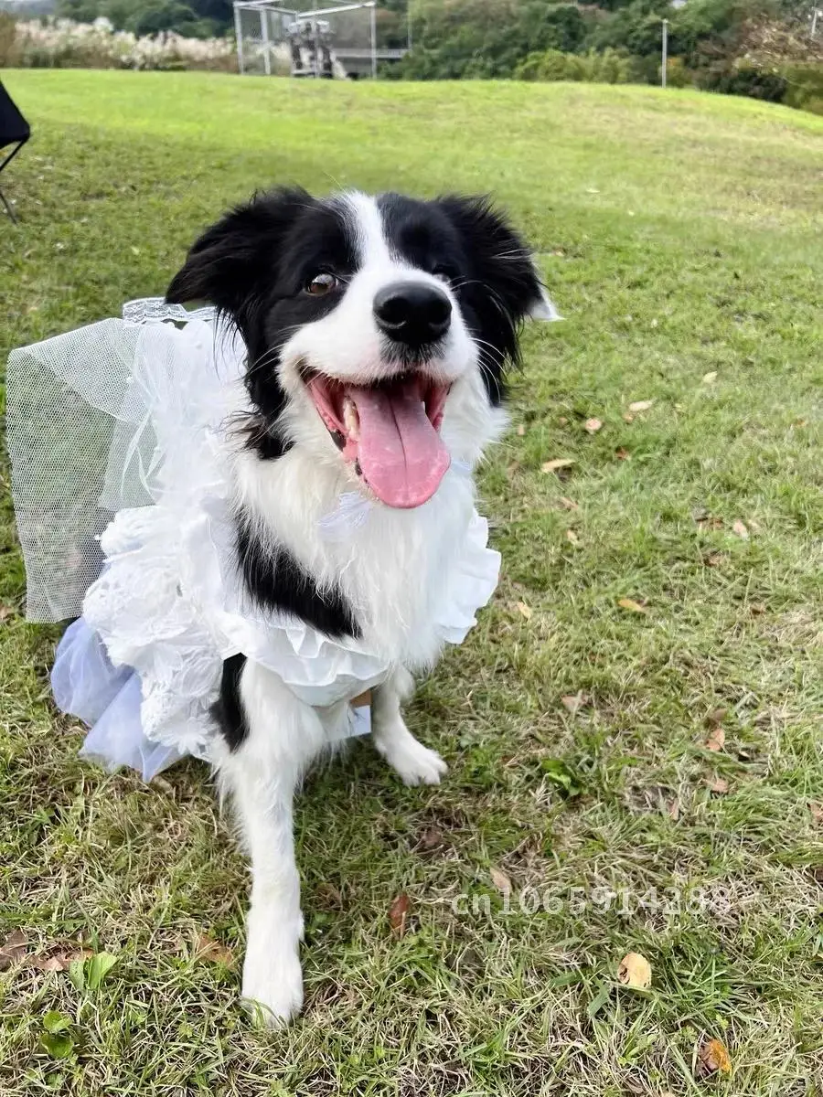 Dog Shiba Dress, Medium and Large Dog, Corgi Wedding Bridesmaid Dresses Ceremonial Golden Dog, Samoye, Robe Labrador, Hair,