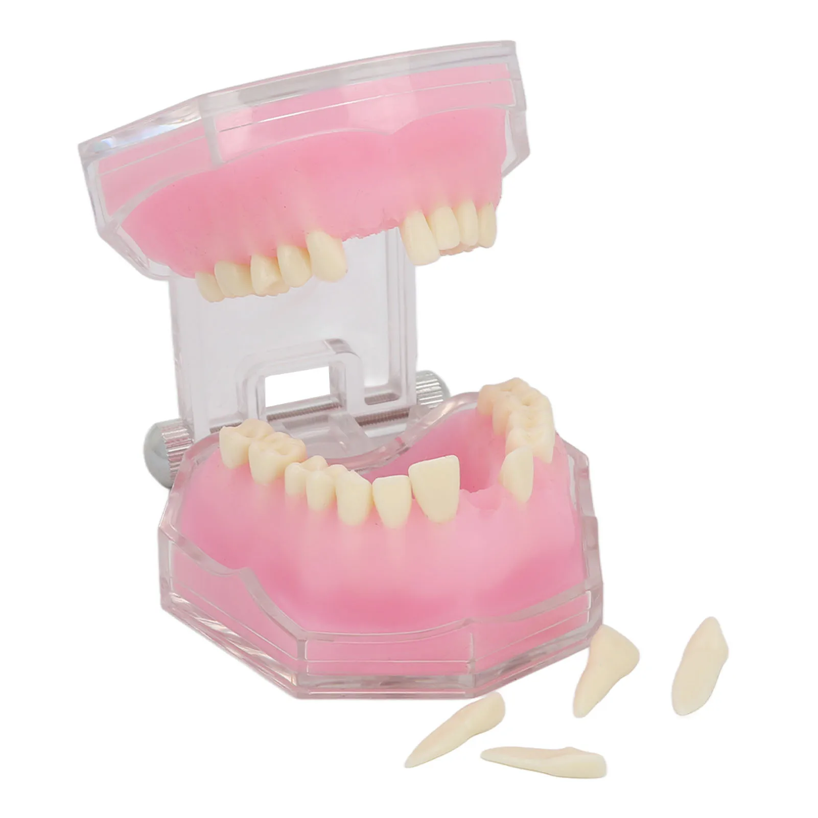 

Dental Teeth Model Resin Detachable Standard Study Teaching Implant Dental Mode for Teaching Practice Teeth Typodont