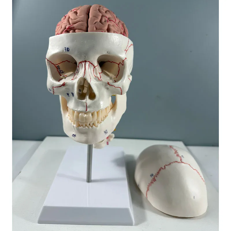 

New manufacture-direct selling human model bone suture with brain and spine marking skull anatomical model