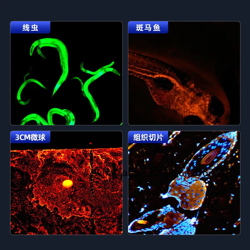 Observation of Transgenic Zebrafish Drosophila Embryo MSD516 By Light and Dark Field Stereo Fluorescence Microscopy