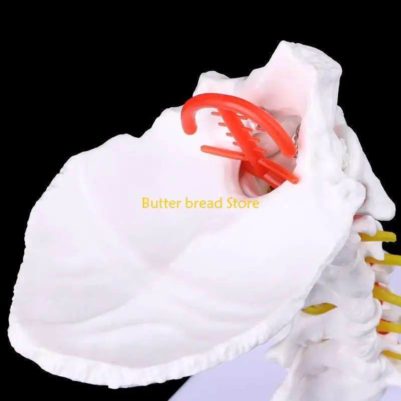 W89C Cervical Vertebra Arteria Spine Spinal Nerves Anatomical Model Life Size