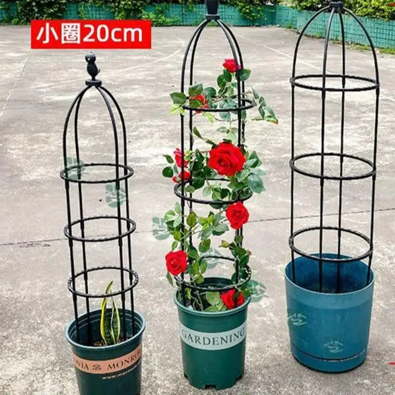 Plant climbing pergola balcony mountain black